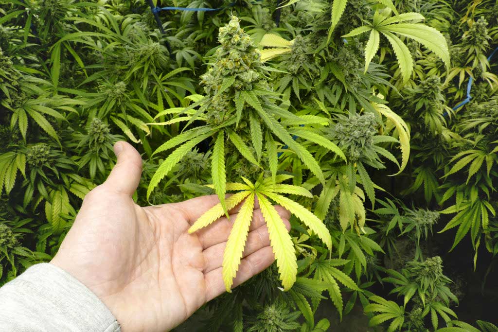 Cannabis selber anbauen - Indoor oder Outdoor?