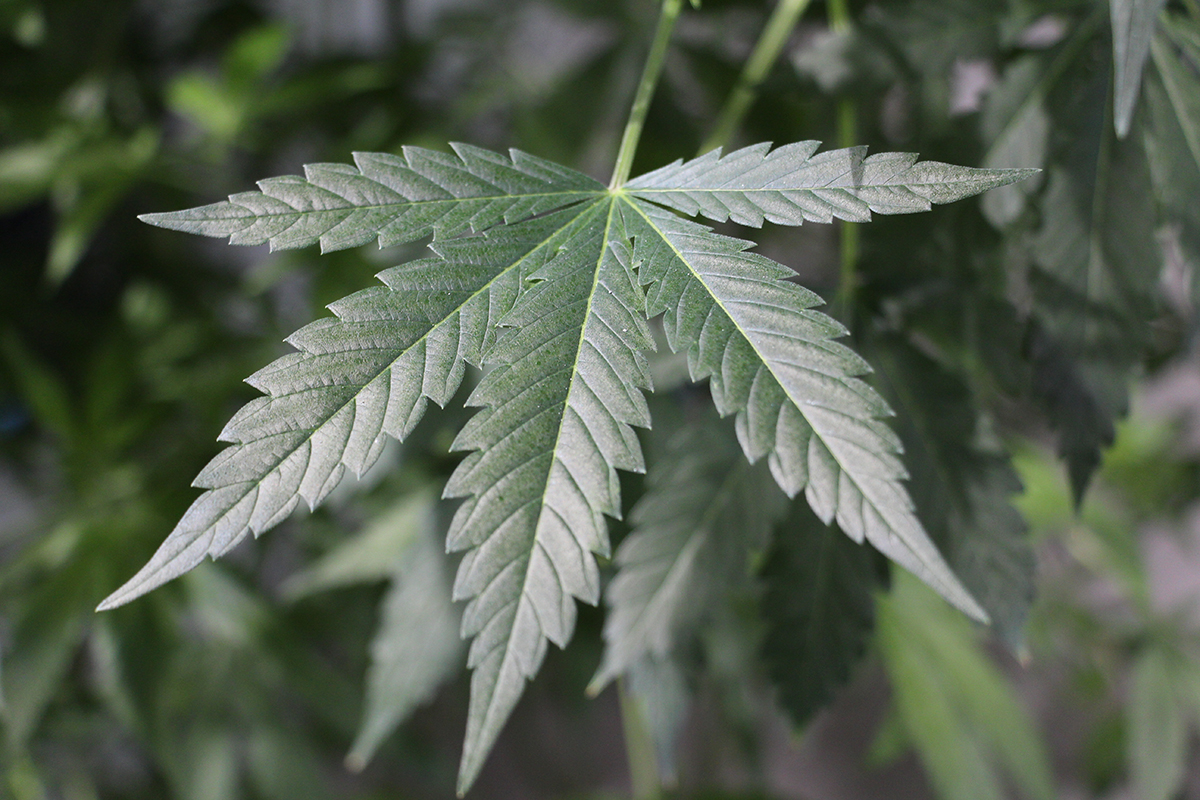 lizenzfreies Bildmaterial Cannabis und Hanf