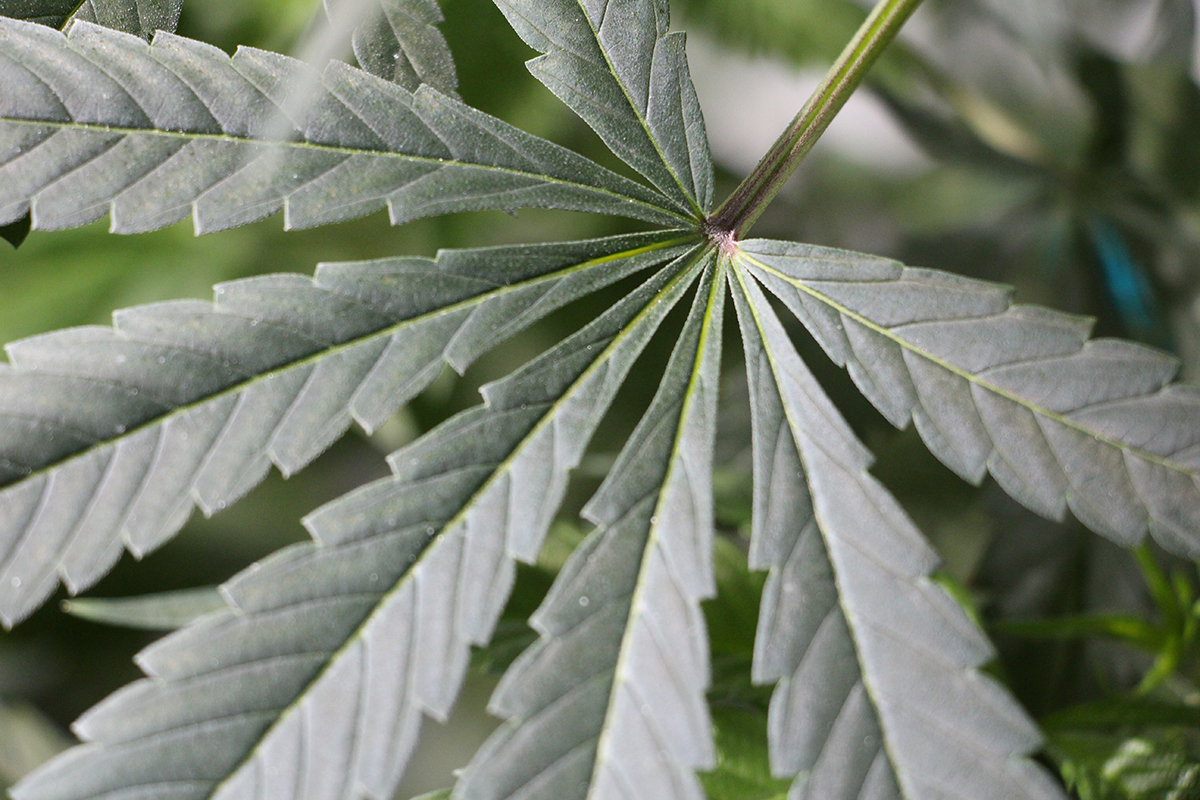 lizenzfreie Hanf und Cannabis Fotos gratis Download