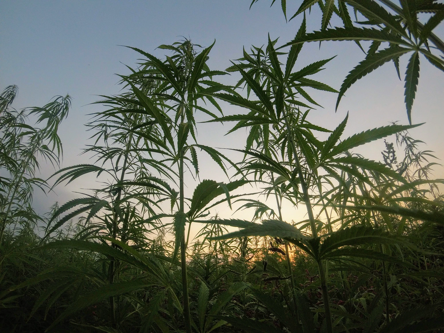 Nutzhanf und Cannabis: Der Unterschied