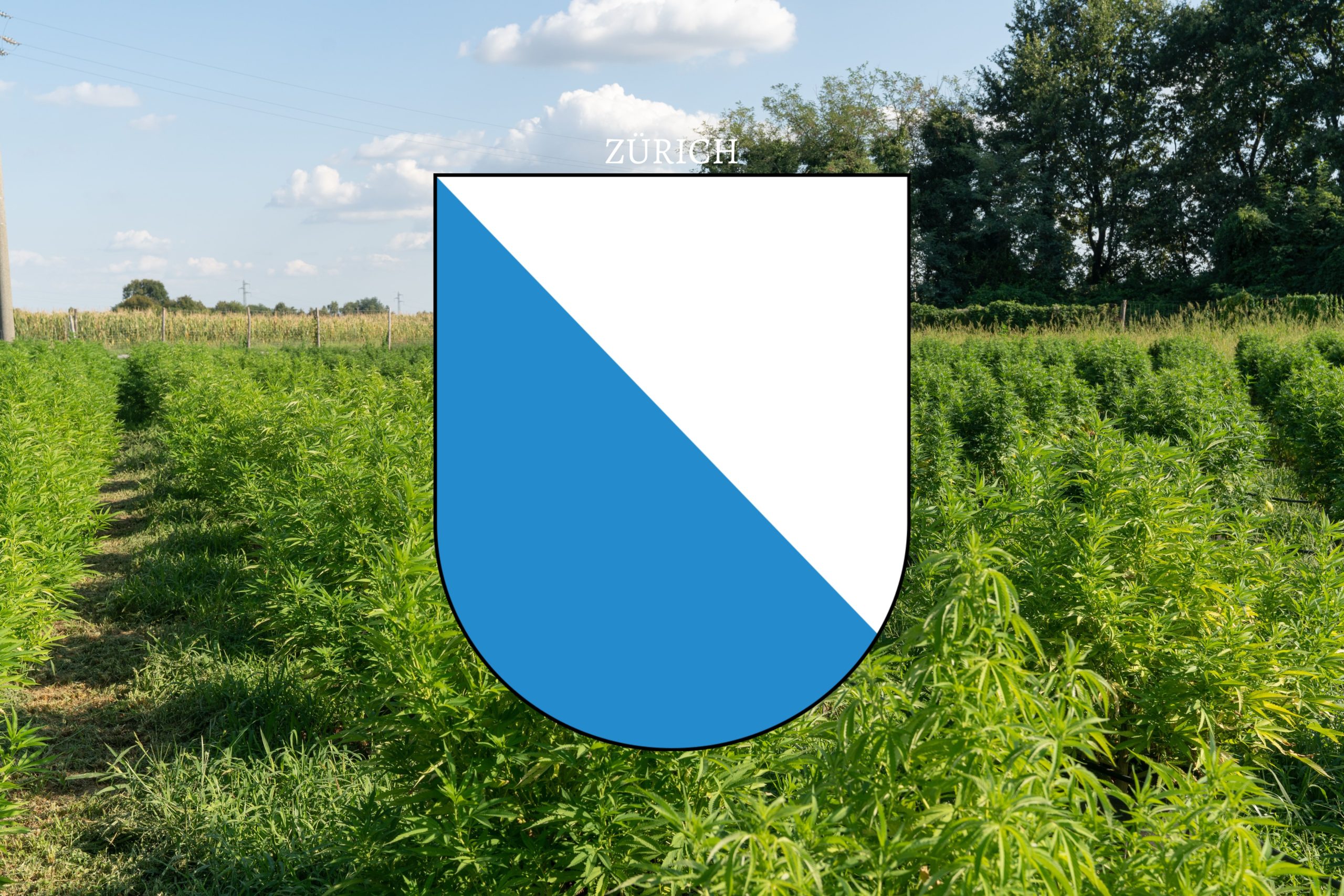 Züri Can: Legaler Cannabis-Konsum in Zürich