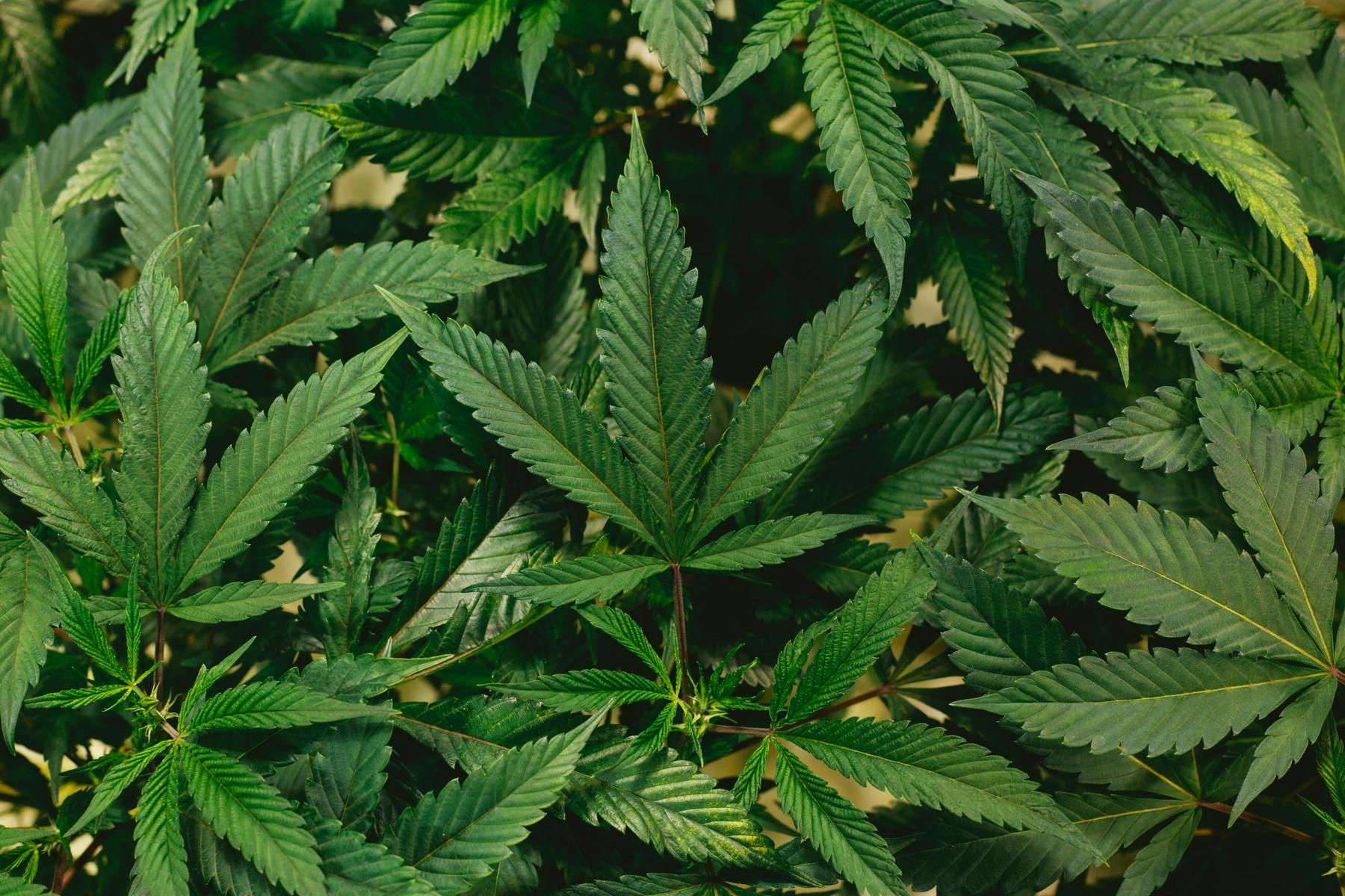 Cannabis-Legalisierung beschlossen: Das künftig bei Besitz, Konsum und Kauf