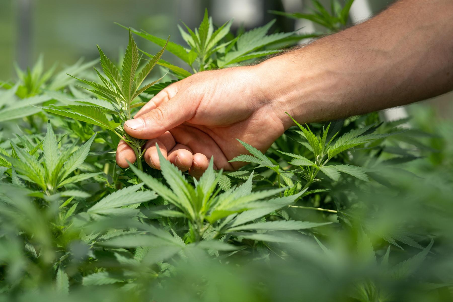 Ist Cannabis anpflanzen legal? Was Sie wissen sollten