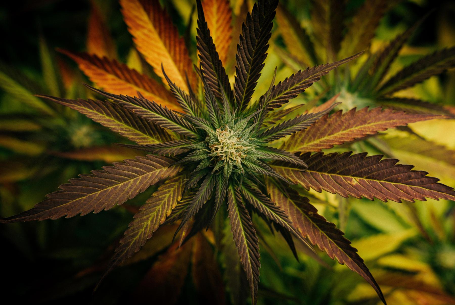 Wann wird Besitz, Konsum und Anbau legalisiert?