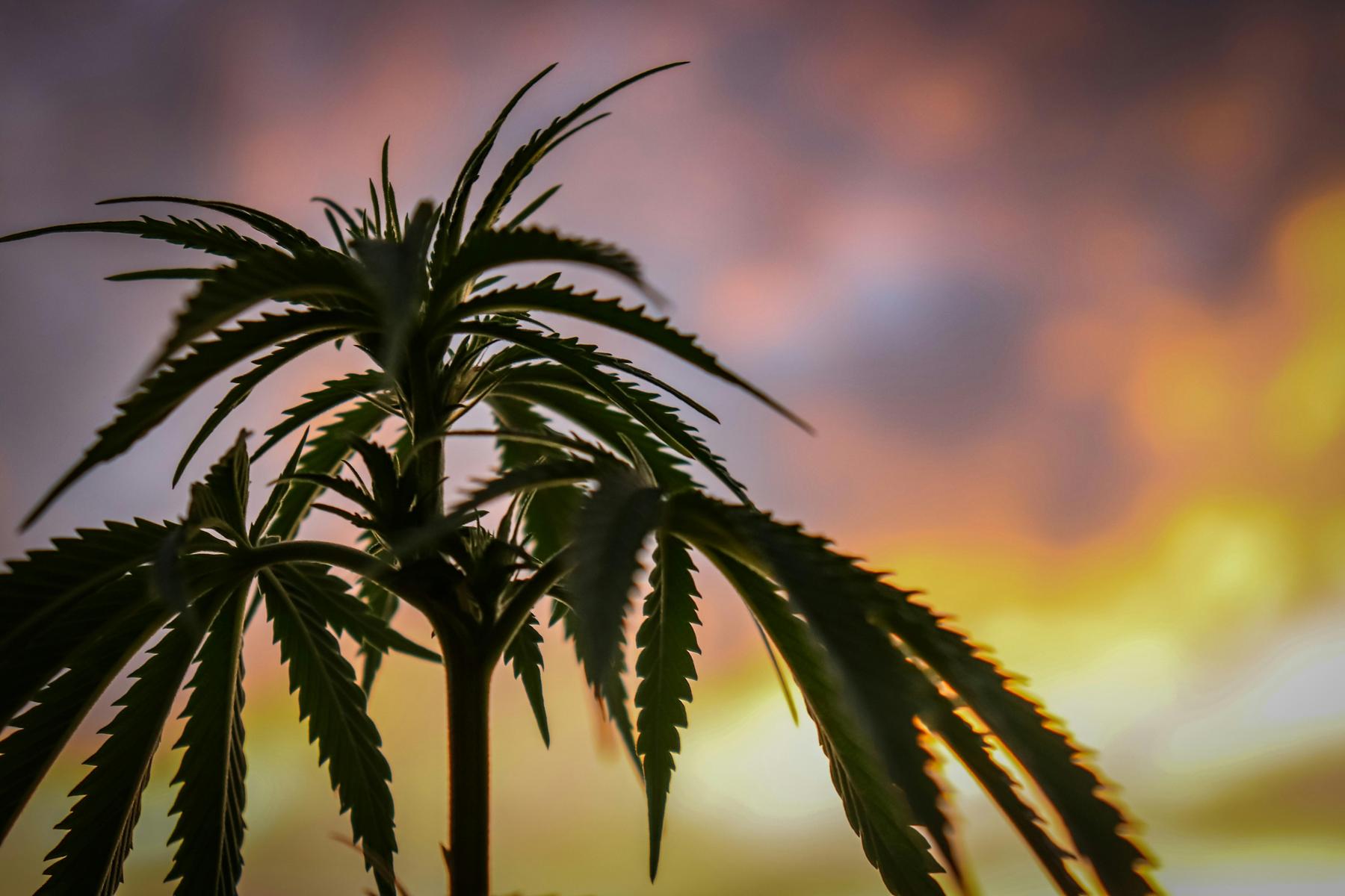 Cannabis-Legalisierung: Endlich grünes Licht