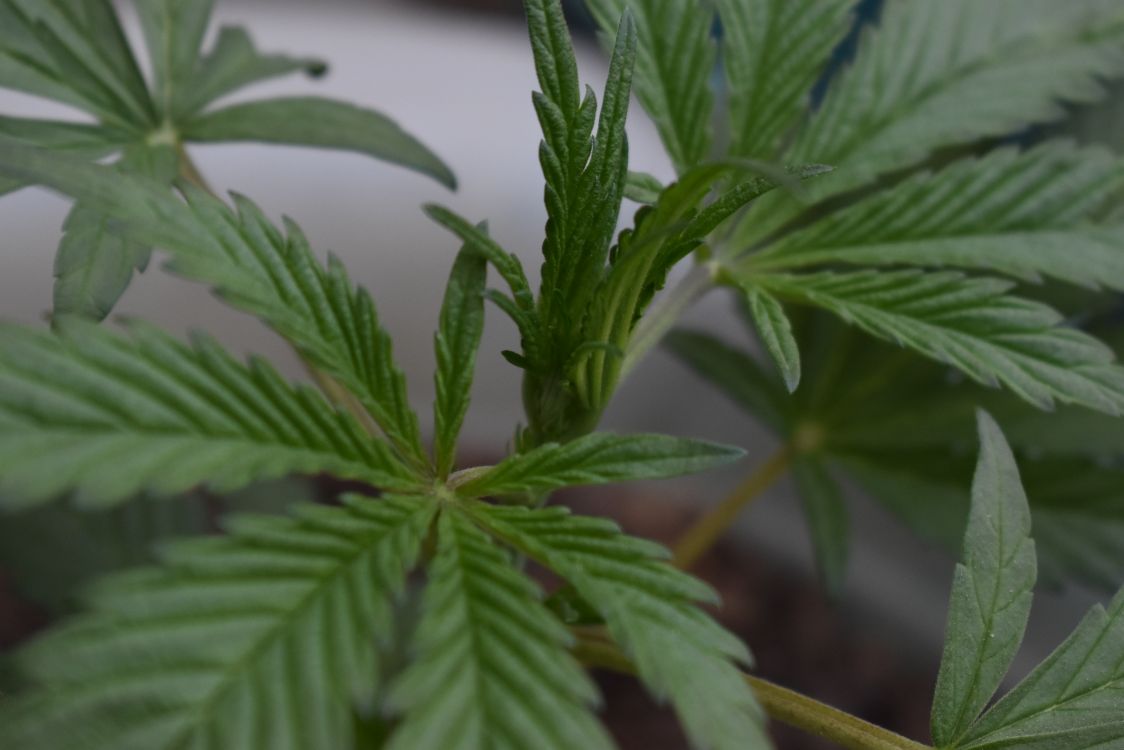 Foto von Jave Lr – Cannabis-Sorte: Sativa