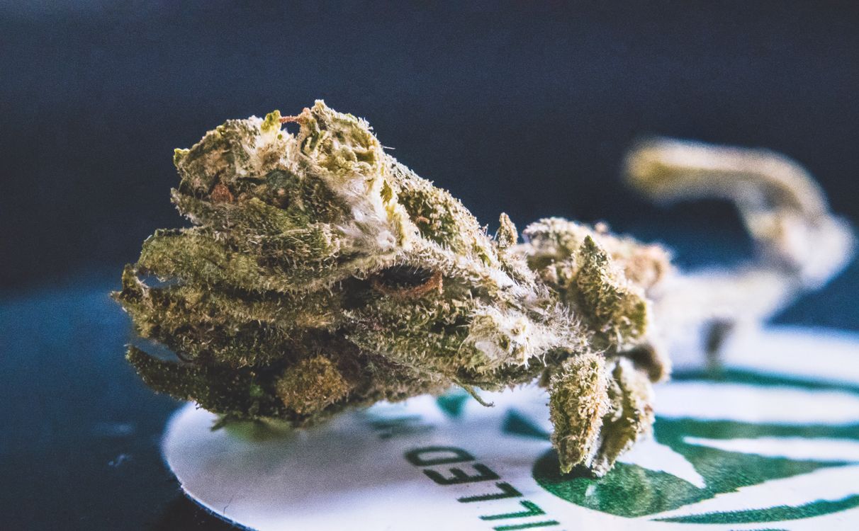Foto von Yash Lucid – Kann Cannabis süchtig machen?
