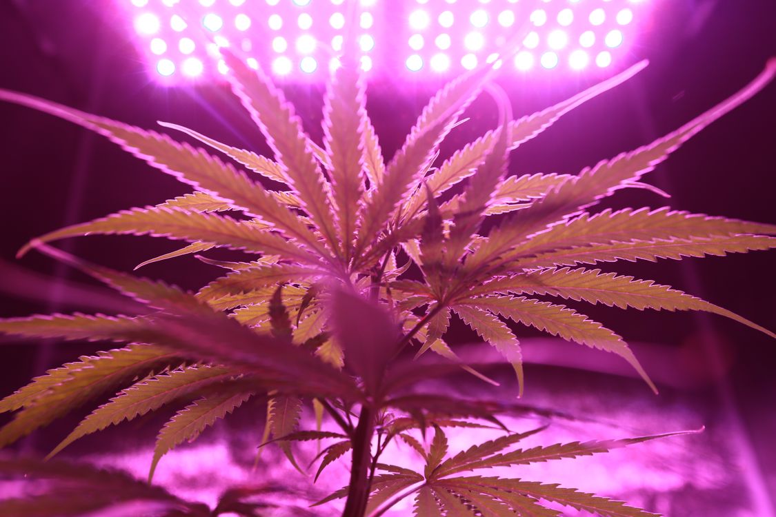 Foto von Washarapol D BinYo Jundang – Cannabis trocknen - Schritt für Schritt