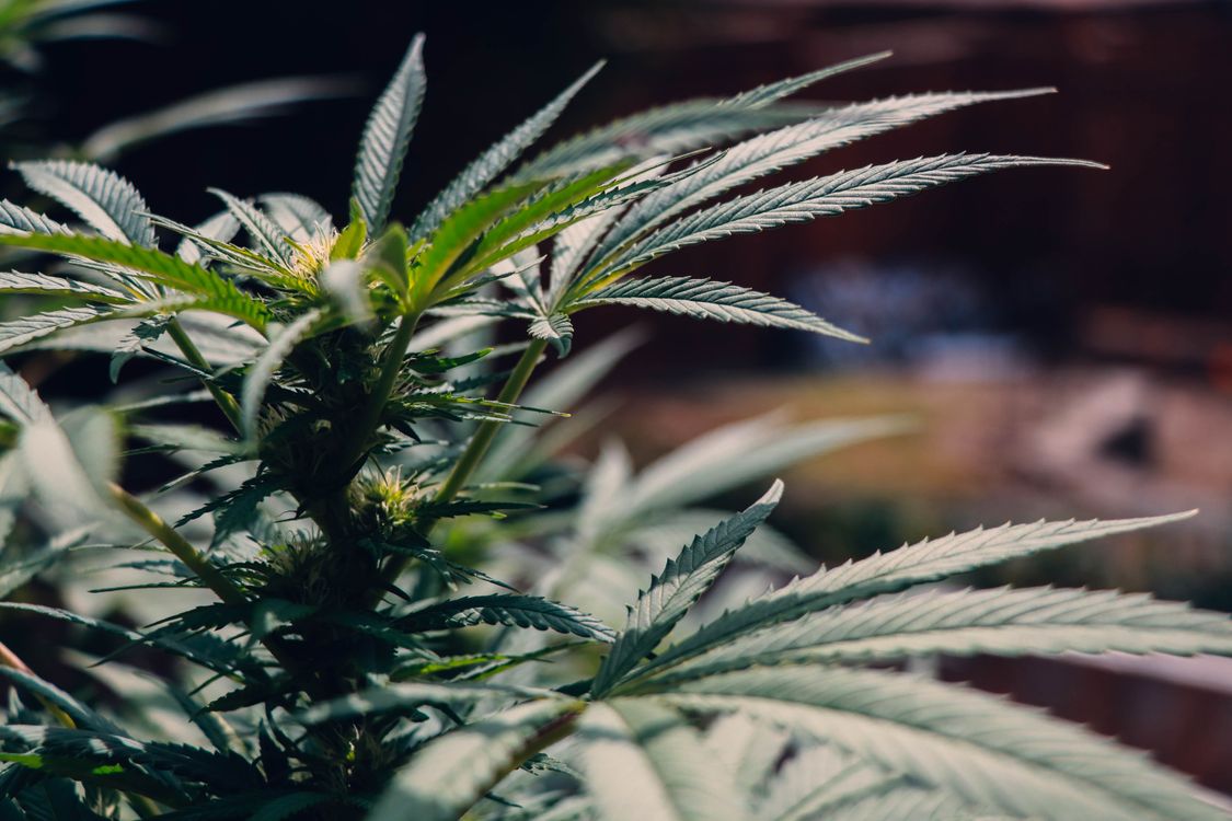 Foto von Elsa Olofsson – Cannabis-Sorte: Sativa