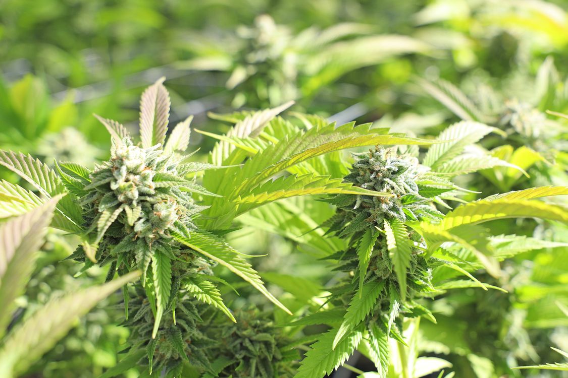 Foto von Cannafornia – Cannabis für Autisten