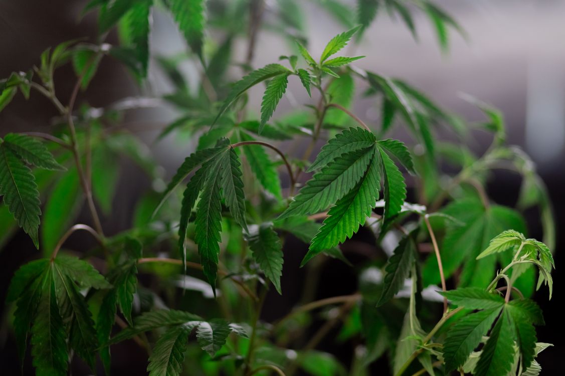 Foto von Kindel Media – Cannabis-Sorte: Indica