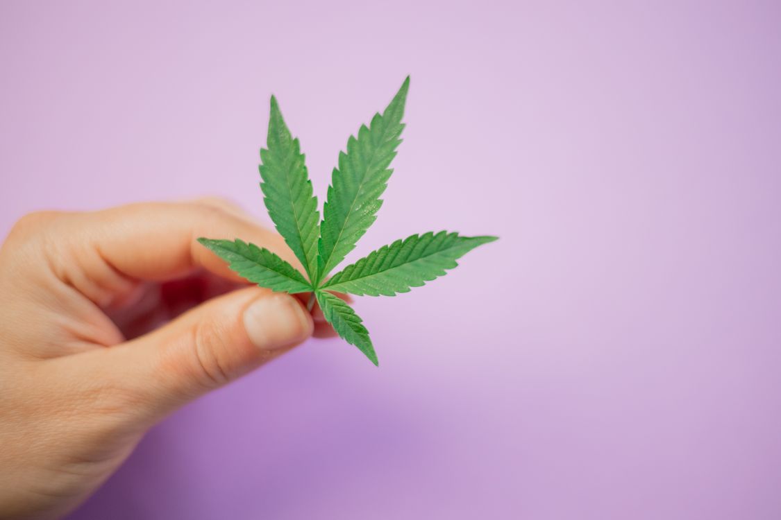 Foto von Kindel Media – Cannabis-Sorte: Indica