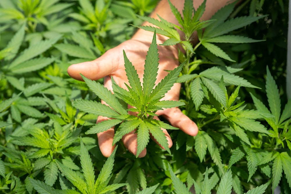 Bild zum Thema Nutzhanf und Cannabis: Der Unterschied