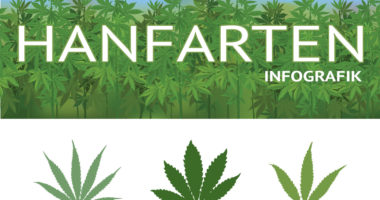 Unterschied Sativa, Indica und Ruderalis