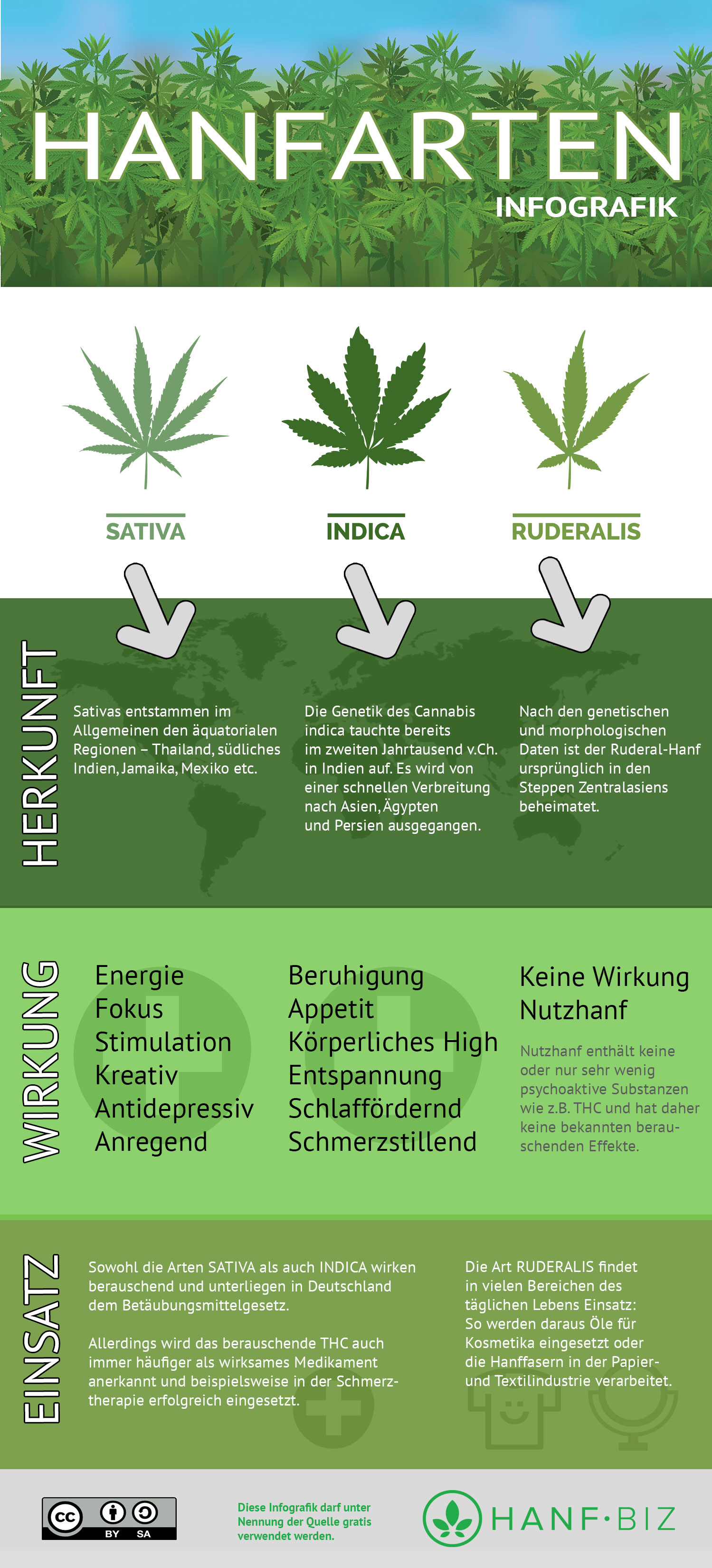 Hanfarten Infografik - Unterschied Sativa, Indica und Ruderalis