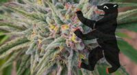Kommt das stärkste Gras der Welt aus Berlin?