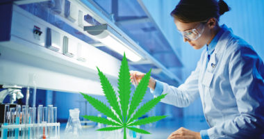 Wie hoch ist der THC-Gehalt im GRas