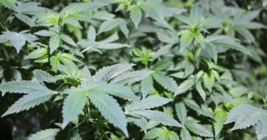 Cannabisanbau in München?