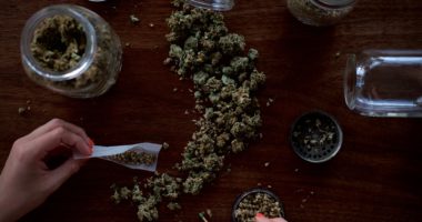 Cannabis