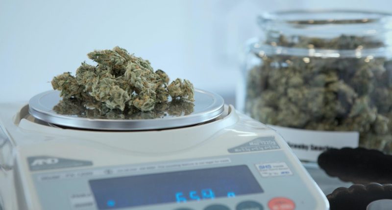 Ärzteschaft im Fakten-Check: Nimmt der Konsum von Cannabis durch die Legalisierung wirklich zu?