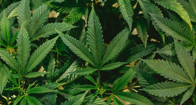 Cannabis – seine Wirkungen und Nebenwirkungen