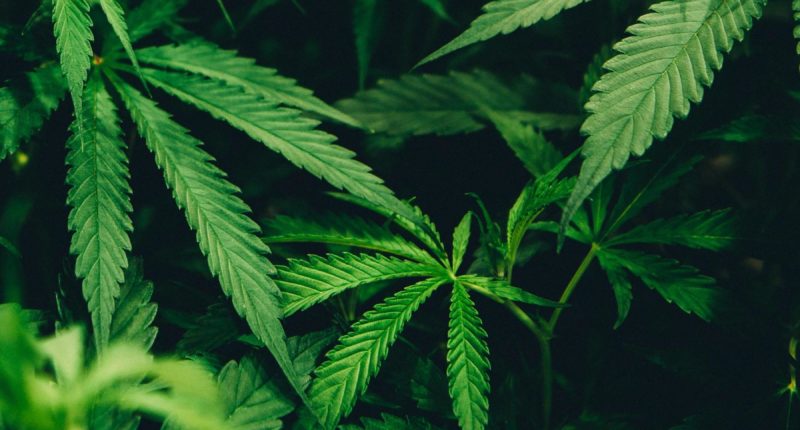 Jeder kann jetzt 9,9 Gramm Cannabis rumtragen – und behalten