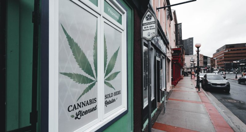 Umfrage: Mehrheit der Cannabis-Firmen vor dem Aus