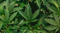 Cannabis-Legalisierung beschlossen: Das künftig bei Besitz, Konsum und Kauf