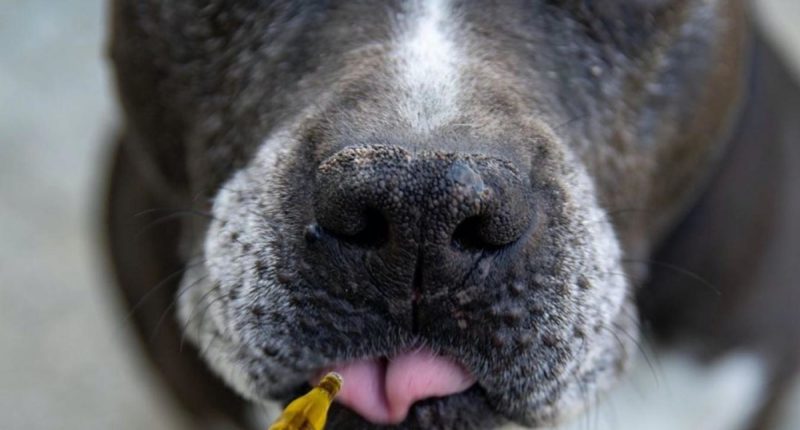 Hanföl für Hunde: Natürliche Power für den Vierbeiner