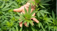Drei Pflanzen pro Person - Neues über die Cannabis-Legalisierung in Deutschland