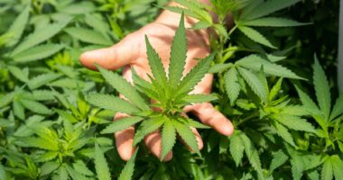 Drei Pflanzen pro Person nach Cannabis-Legalisierung: Die Pläne zum Eigenanbau stehen fest