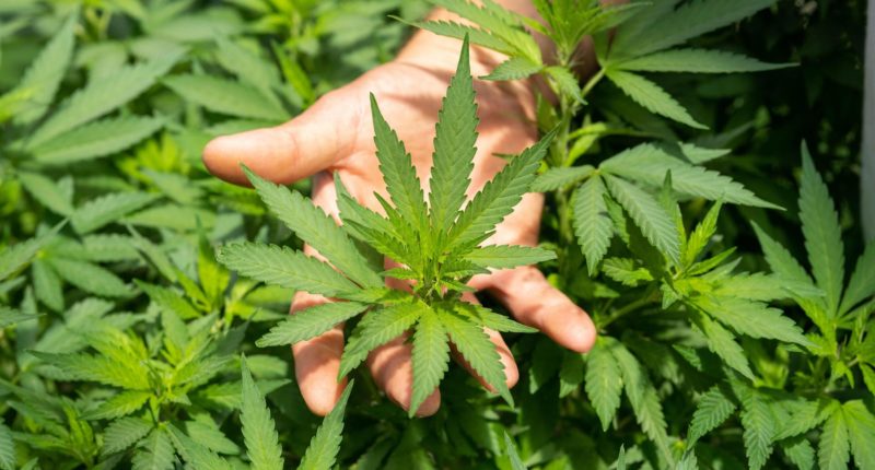 Drei Pflanzen pro Person nach Cannabis-Legalisierung: Die Pläne zum Eigenanbau stehen fest