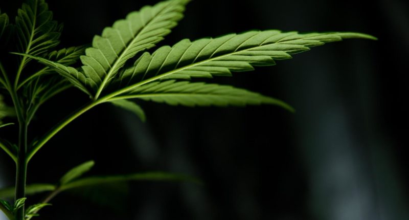 Drogen-Land - Provinz im Rausch: Cannabis an der Küste