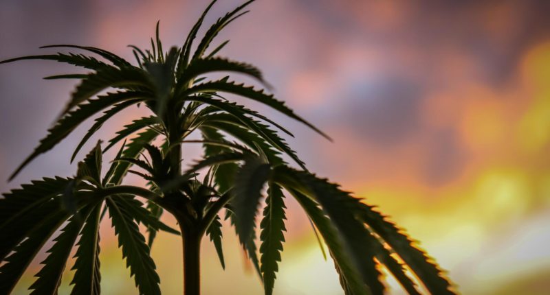 Kanada: Lehren der Legalisierung von Cannabis zu Genusszwecken