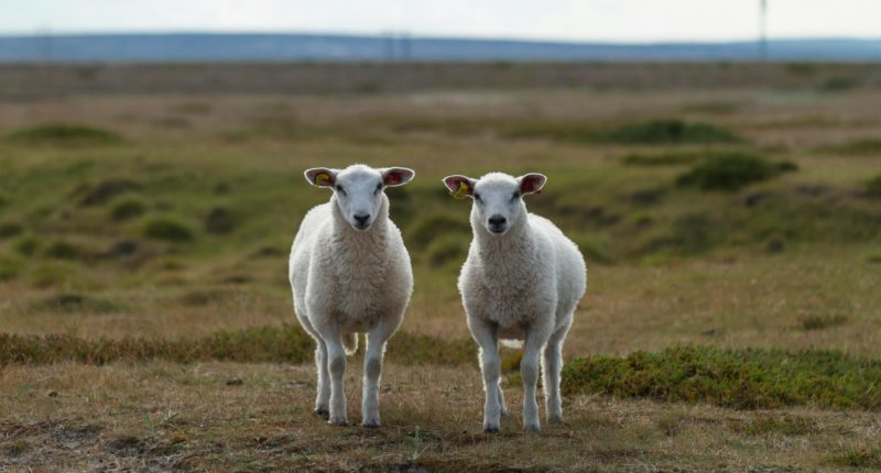 Schafe genießen 300 Kilo Cannabis und sind „glücklich“ wie nie