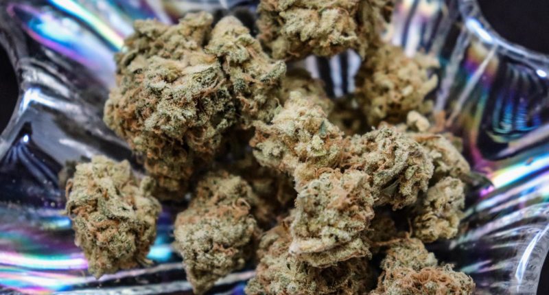 So bereitet sich RLP auf die Legalisierung von Cannabis vor