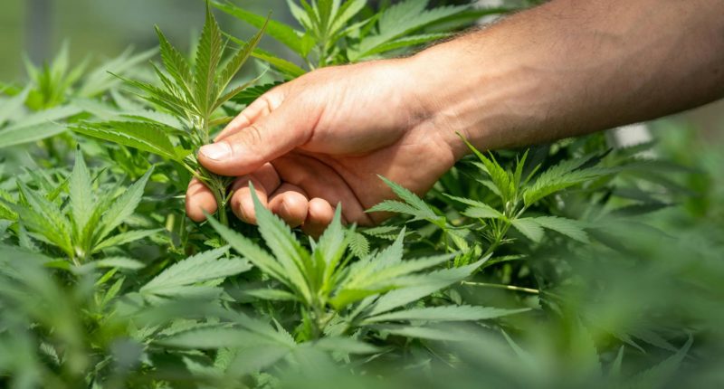 Sowohl THC als auch CBD: Die chemischen Verbindungen der Cannabis-Pflanze