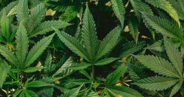 Steigt der Cannabis-Konsum nach Legalisierung? Neue Studie liefert erste Resultate